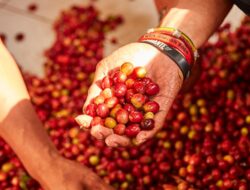 Ancaman terhadap Produksi Kopi di Seluruh Dunia Akibat Perubahan Iklim dan Kerusakan Habitat Serangga, dengan Indonesia sebagai Salah Satunya