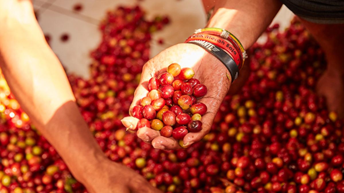 Ancaman terhadap Produksi Kopi di Seluruh Dunia Akibat Perubahan Iklim dan Kerusakan Habitat Serangga, dengan Indonesia sebagai Salah Satunya