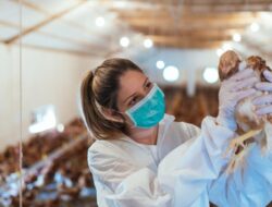 Jepang Membunuh 40.000 Unggas sebagai Deteksi Kasus Flu Burung