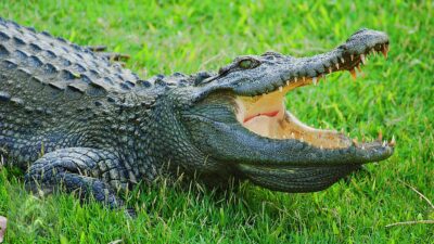 Petani Australia Selamat Setelah Diserang oleh Buaya Berukuran 3,2 Meter