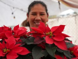 Poinsettia, Tanaman Natal yang Populer di Meksiko