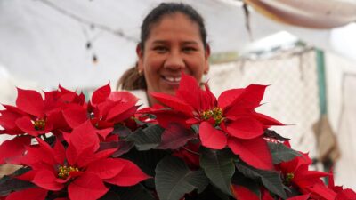 Poinsettia, Tanaman Natal yang Populer di Meksiko