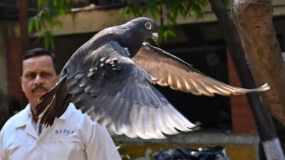 Dibebaskan Burung Merpati yang Dicurigai Sebagai Mata-Mata China Setelah Ditahan selama 8 Bulan