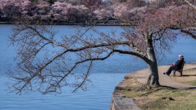 Jepang Berjanji Memberikan 250 Pohon Sakura sebagai Hadiah Ulang Tahun ke-250 Kemerdekaan AS