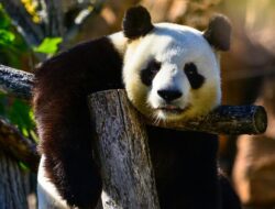 China Akan Mengirim Panda Baru ke Australia, Mengembalikan Wang Wang dan Fu Ni