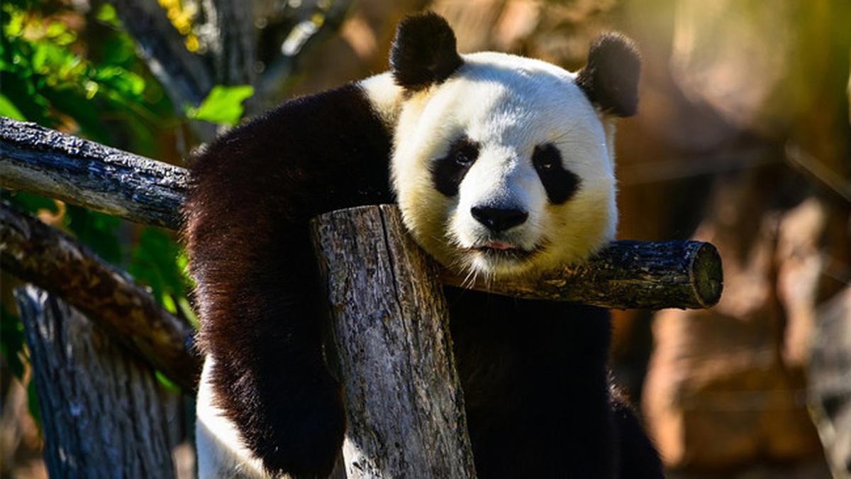 China Akan Mengirim Panda Baru ke Australia, Mengembalikan Wang Wang dan Fu Ni