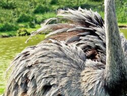 12 Burung Terbesar di Dunia, Saling Bermusuh di Papua Nugini dan Beratnya Capai 130 Kg