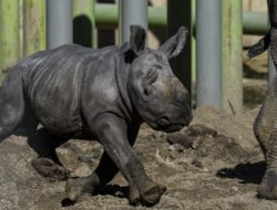 Badak Putih Langka bernama Silverio yang Dilahirkan di Kebun Binatang Chile