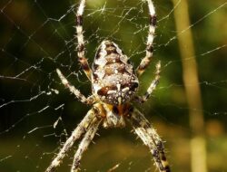 – 10 Fakta Menarik Tentang Laba-Laba, Termasuk Kemampuannya Menggoda Lawan Jenis
– Laba-Laba: Berdarah Biru dan Mampu Menggoda Lawan Jenis Seperti Manusia, Ini 10 Fakta Menariknya
– Mengungkap 10 Fakta Menarik Laba-Laba, Termasuk Kemampuannya Membuat Lawan Jenis Terpesona Seperti Manusia