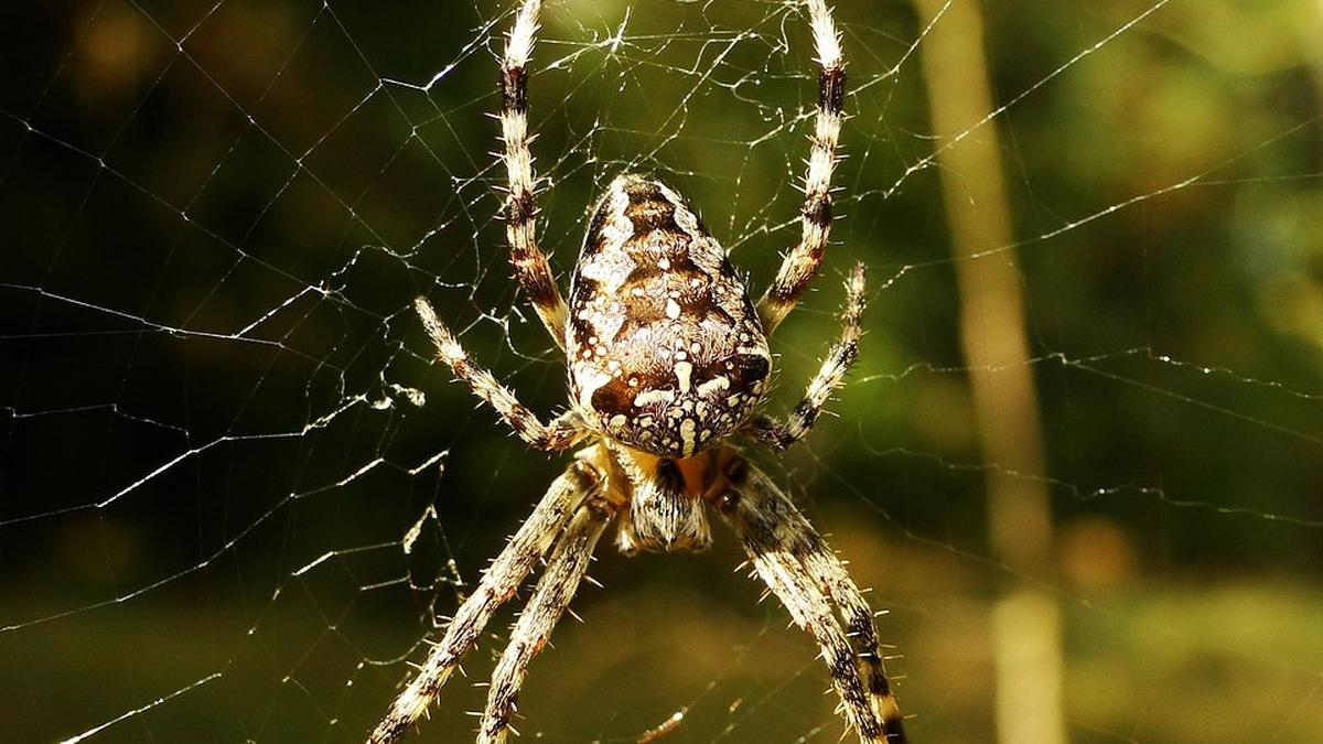 – 10 Fakta Menarik Tentang Laba-Laba, Termasuk Kemampuannya Menggoda Lawan Jenis
– Laba-Laba: Berdarah Biru dan Mampu Menggoda Lawan Jenis Seperti Manusia, Ini 10 Fakta Menariknya
– Mengungkap 10 Fakta Menarik Laba-Laba, Termasuk Kemampuannya Membuat Lawan Jenis Terpesona Seperti Manusia