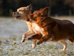 28 Anjing di Thailand Bertahan Hidup dengan Memakan Jasad Pemilik yang Meninggal