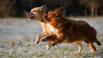 28 Anjing di Thailand Bertahan Hidup dengan Memakan Jasad Pemilik yang Meninggal