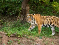 Serangan Harimau Terjadi pada Pekerja di Taman Hiburan Australia, Mengakibatkan Luka Serius