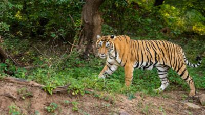 Serangan Harimau Terjadi pada Pekerja di Taman Hiburan Australia, Mengakibatkan Luka Serius