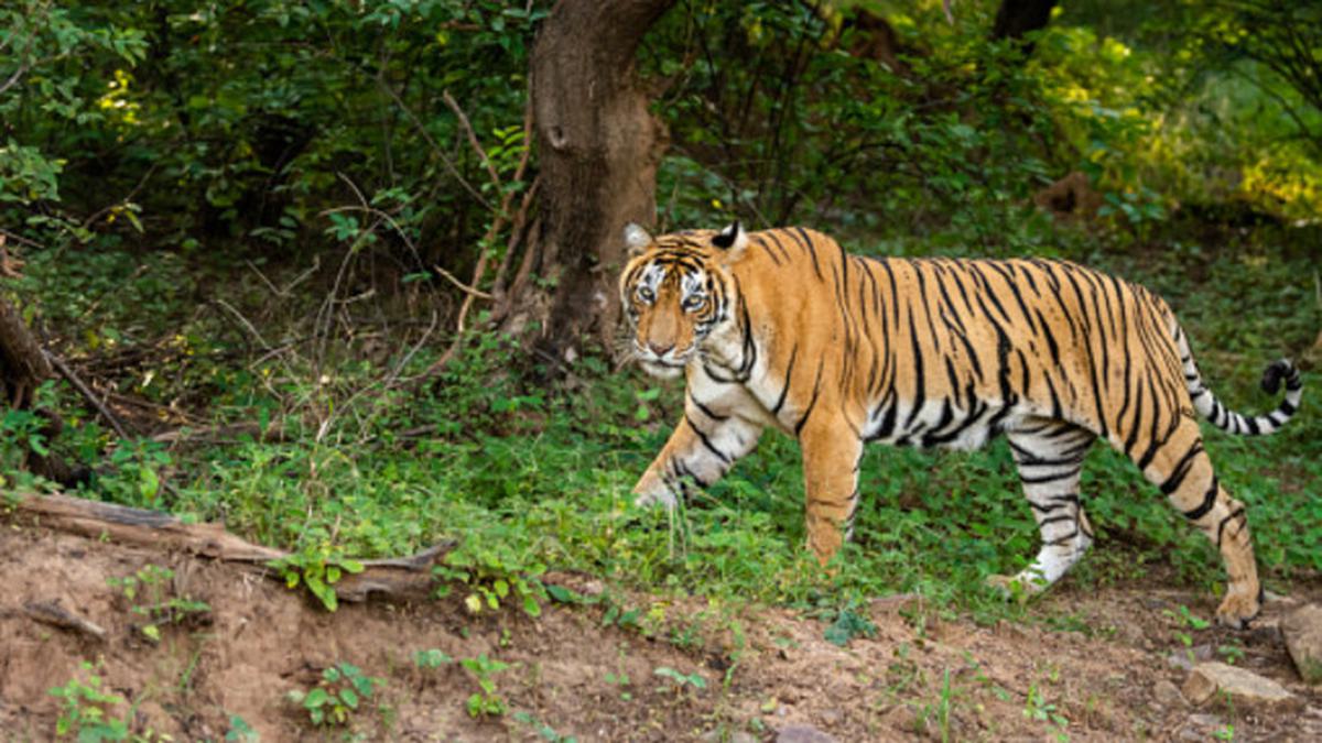 Serangan Harimau Terjadi pada Pekerja di Taman Hiburan Australia, Mengakibatkan Luka Serius