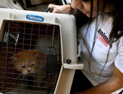 Operasi Penyelamatan Kucing Terlantar di Lebanon