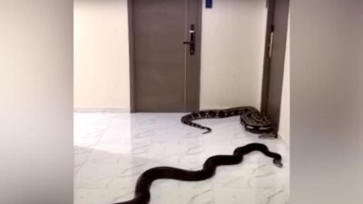 Konflik Tetangga Anjing dan Ular: Kisah Berakhir Denda