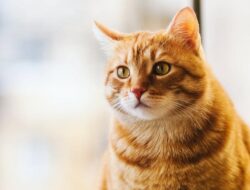 Mengapa Kucing Dapat Mengenali Aroma Pemiliknya