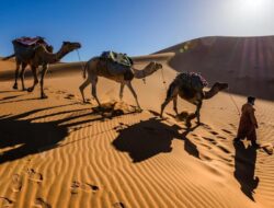 Perempuan Tunisia Ubah Susu Unta Jadi Bisnis Bernilai Tinggi