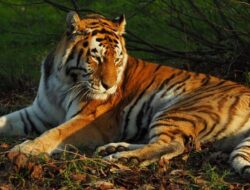 Kebiasaan Cabut Bulu Harimau: Mitos Keberuntungan atau Kontroversi?