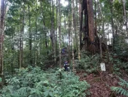 Kemenhut RI Umumkan Penemuan 2 Spesies Anggrek Baru Kalimantan