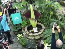 Bunga Bangkai Langka Sumatra Mekar di San Francisco: Pengunjung Terpesona