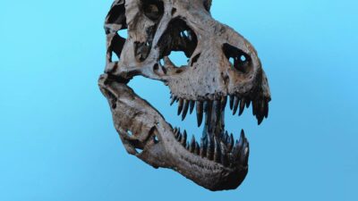 Fosil Dinosaurus Usia 67 Juta Tahun Ditemukan di Parkiran Museum AS