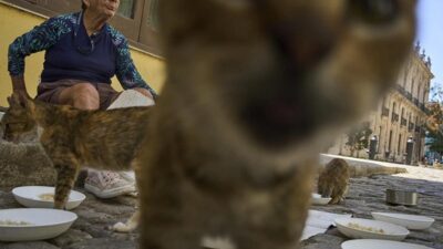 Krisis Ekonomi Kuba: Pecinta Hewan Membantu Kucing dan Anjing Jalanan