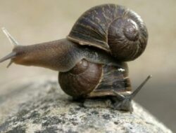 Selandia Baru: Ned, Siput Langka dengan Cangkang Melingkar ke Kiri