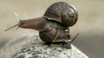Selandia Baru: Ned, Siput Langka dengan Cangkang Melingkar ke Kiri