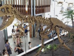 Fosil Tulang Paha Tyrannosaurus Terpanjang Ditemukan di China