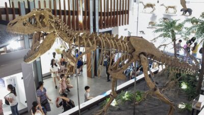 Fosil Tulang Paha Tyrannosaurus Terpanjang Ditemukan di China
