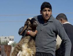 Pemukim Israel Curi 300 Domba di Tepi Barat Palestina: Kontroversi & Dampak