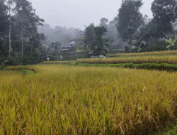 Arista Montana Bawa Pertanian Organik ke Ranah Edukasi Publik